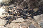 Iguanas
