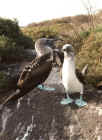 Piqueros de patas azules. Isla Espa�ola. Gal�pagos. Ecuador 1999