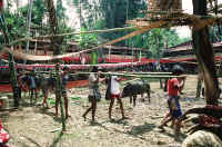 Ceremonia funeraria en Tana Toraja