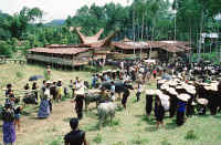 Ceremonia funeraria en Tana Toraja