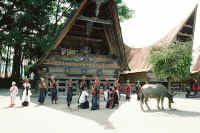 Funeral en Tana Toraja