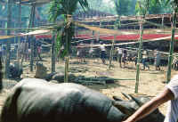 Rantepao