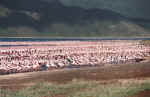Flamencos. Lago Bogoria. Kenya