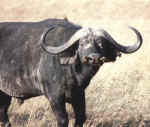 Masai Mara