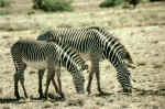 Cebras. Parque Samburu
