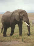 Elefante en Amboseli. Kenya