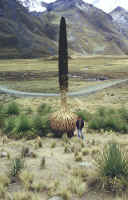 Puya Raimondi