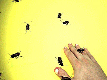 Phobia to small animals. Invisible Markers - 2