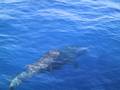 Tenerife y sus delfines