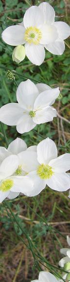 recIMG_0034